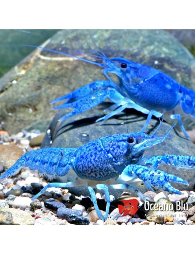 Procambarus alleni blue - 3...
