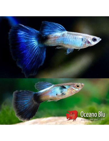 Poecilia ret. male blue...
