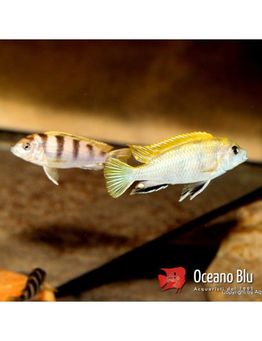 Labidochromis sp. perlmutt...