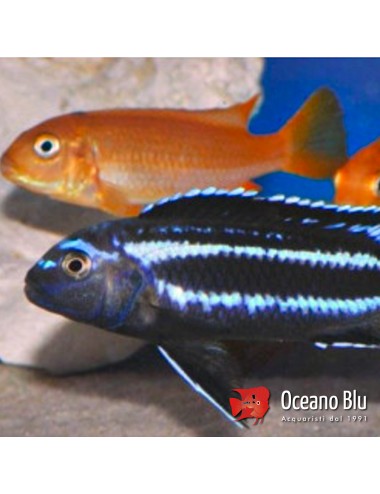 Melanochromis johanni - 6 -...
