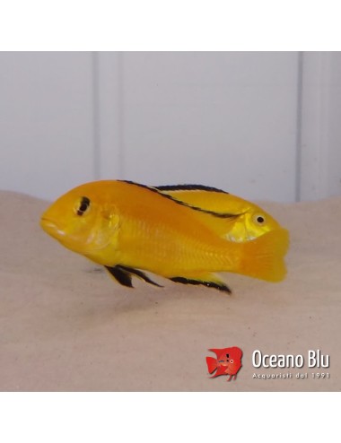 Labidochromis yellow Kakusa...
