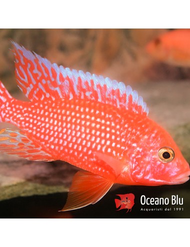 Aulonocara sp. firefish XL