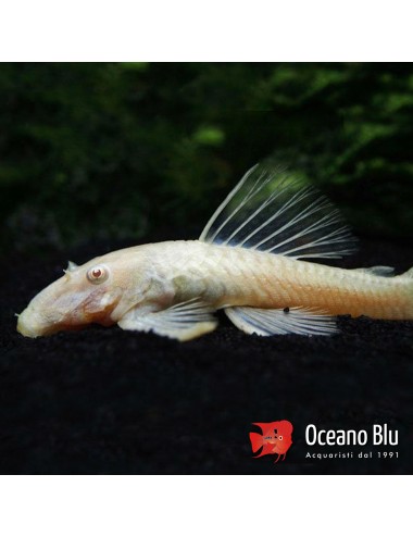 Ancistrus albino - 5 - 6 cm