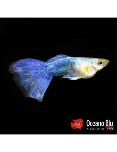 Poecilia ret. male blue...