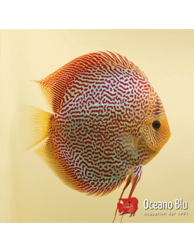 Discus Snake Coral