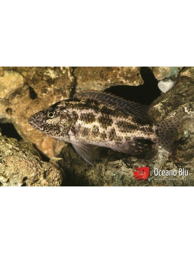 Haplochromis polystigma 4 - 5 cm