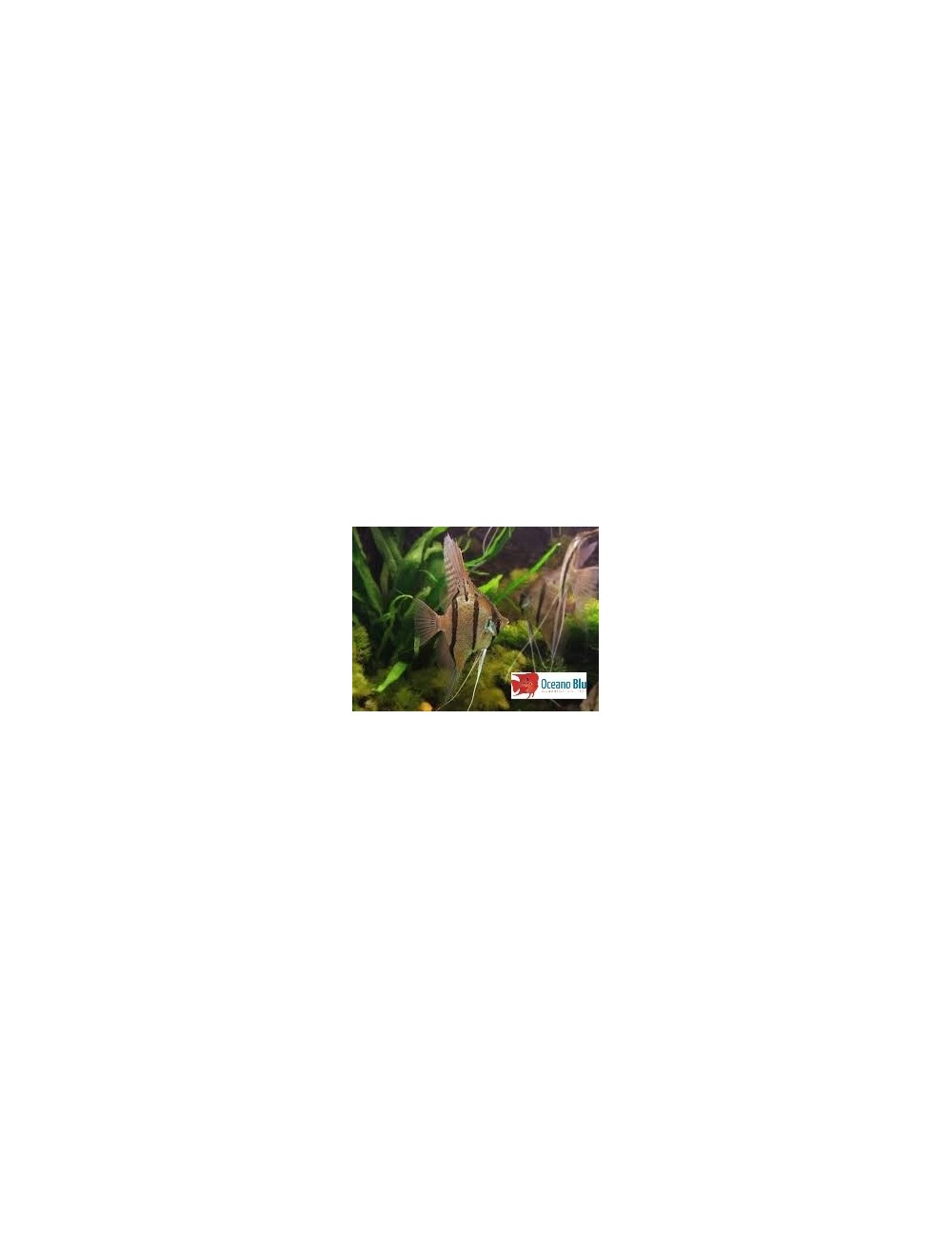 Pterophyllum altum - peruensis 3 - 3.5 cm