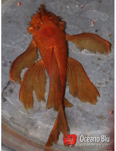 Ancistrus sp. super red long fin 2-2.5 cm