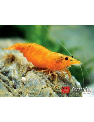 Caridina Orange shrimp 2 cm