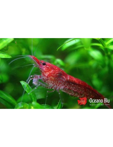 Neocaridina denticulata chery shrimp 2 - 2.5 cm